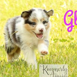 Glory - Blue merle Australian Shepherd puppy in St. Louis, Missouri from Kimmerly Aussies