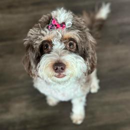Honey - Bernedoodle