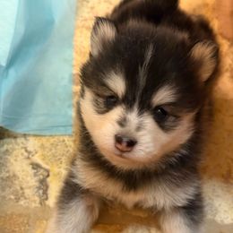 Honey's boy - Wolf sable male Pomsky puppy in Magnolia, Texas from Solace Shelties and Pomskies