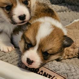 Taters - Sable male Pembroke Welsh Corgi puppy in Williams, California from Half Hitch Corgis
