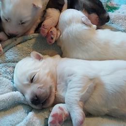 Boy 5 - male Siberian Husky puppy in Savannah, Georgia from Stacy's Siberian Huskies