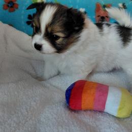 Marlee - White female Pomeranian puppy in Linwood, North Carolina from MJ's Pomeranians