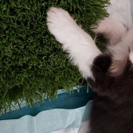Australian Shepherd Puppies from Raining Ice Kennels