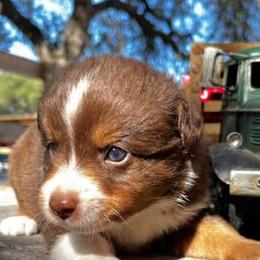 Miniature Australian Shepherds from South Texas Mini Aussies