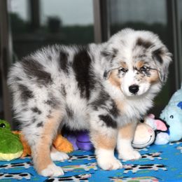 Girl 2 - female Australian Shepherd puppy in Lake Ann, Michigan from Star Australian Shepherds