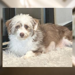 QueenBee - Aussiedoodle
