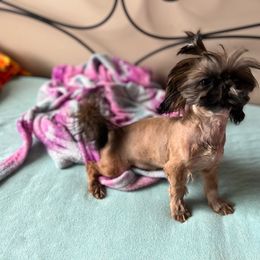 Shih Tzu Puppies from TinyHearts