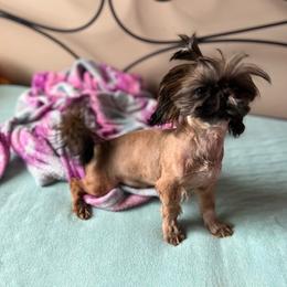 Shih Tzu Puppies from TinyHearts