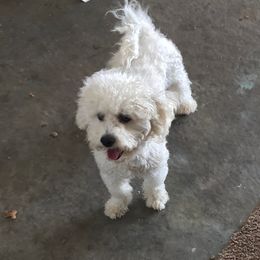 Larry - Bichon Frise