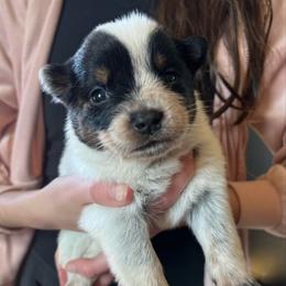 Girl 2 - Blue female Australian Cattle Dog puppy in Irvington, Kentucky from Dry Valley’s Australian Cattle Dogs