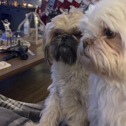 Shih Tzu puppies from Shih Tzus of Springboro LLC.