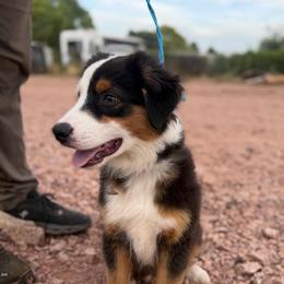 Blaze - Black tri male Miniature American Shepherd puppy in Payson, Arizona from Barnhardt Minis