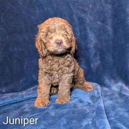 Juniper - Buff male Cockapoo puppy in Sunset, Louisiana from Cano Cockapoos