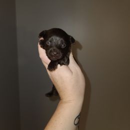 Girl 2 - Yorkshire Terrier puppy in Wartburg, Tennessee from Amanda's Precious Pups