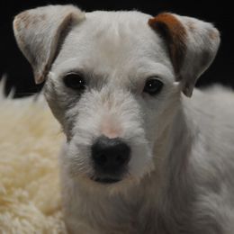 Clementine - Jack Russell Terrier