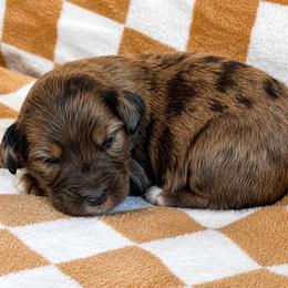 Jasper - Merle male Bernedoodle puppy in Holden, Missouri from Mid-West Bernedoodles