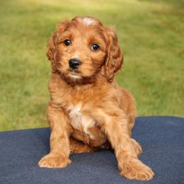 Willow - Red female Australian Labradoodle puppy in Stanwood, Washington from Victoria Creek Australian Labradoodles