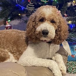 Stella - Goldendoodle