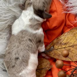 Cider - Tri-color male Cavapoo puppy in Cameron, South Carolina from Sassy Sailor & Company