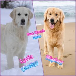 Golden Retriever puppies from Bunn Ranch Goldens & Bernese