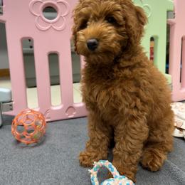 Bridget - Red  female Goldendoodle puppy in Conklin, Michigan from Lake Michigan Couture Cavapoos & Cockapoos