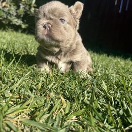 Chanel - Tricolors female French Bulldog puppy in San Diego, California from Hlop Frenchies LLC