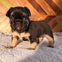 Bella - Tricolors female French Bulldog puppy in Klamath Falls, Oregon from Brittany's French Bulldogs