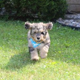 Aussiedoodle Puppies from Old Mills Aussiedoodles
