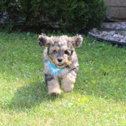Aussiedoodle Puppies from Old Mills Aussiedoodles