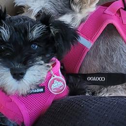 Miniature Schnauzers from The Blue Eyed Schnauzer
