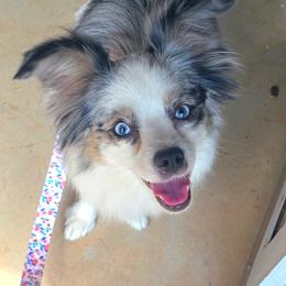 Luna - Blue merle female Toy Australian Shepherd puppy in Bethany, Oklahoma from Donna's Toy & Mini Aussies