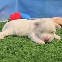 Petra - White and lemon female Maltese puppy in Aurora, Missouri from KnJ Precious Paws LLC