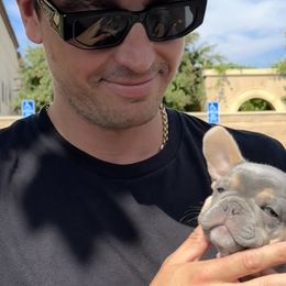 Foxy - Tricolors French Bulldog puppy in Redlands, California from You Winnie Some (Winnie's Blues & Lilacs)