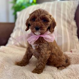 Lily - Red female Cavapoo puppy in Orrstown, Pennsylvania from Pawfect Fur Friends