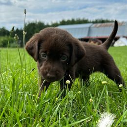 Labrador Retriever Puppies from Northrop Farm