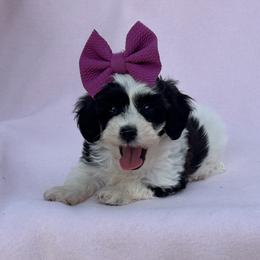 Allie - Black & tan tri-color female Maltipoo puppy in Berea, Kentucky from Blair’s Furry Friends