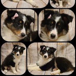Shetland Sheepdog Puppies from Henotic Homestead's Shetland Sheepdogs