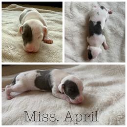 April - White and blue female Italian Greyhound puppy in Texas from Italian Greyhounds of Frisco