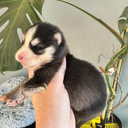 Sorin - Black and white male Pomsky puppy in Boonville, Indiana from Elysian Pomskies