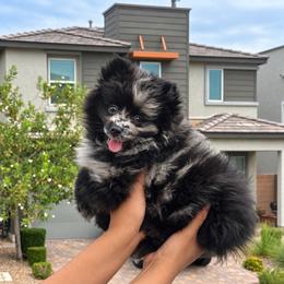 Pomeranian puppies from Ice City Pomeranians