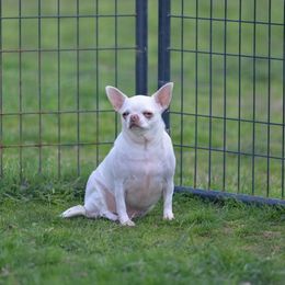 Pasty - Chihuahua