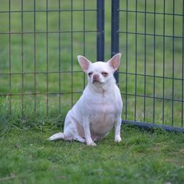 Pasty - Chihuahua