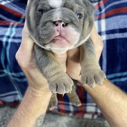 "Blue tri male two" Bulldog Puppies from Lexie's Bulldogs