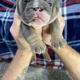 "Blue tri male two" Bulldog Puppies from Lexie's Bulldogs