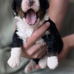 Bernedoodles from Root and Branch Bernedoodles
