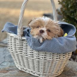 Alvin - Liver male Shih Tzu puppy in Wilkesboro, North Carolina from Frannie and Annie Shih Tzu Babies