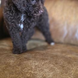 Chocolate - Chocolate male Australian Labradoodle puppy in Houston, Texas from Doodles Kennel