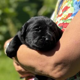 Boy 2 - male Labrador Retriever puppy in Richmond, Maine from King K9 Academy