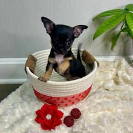 Io (io) - Black and tan male Chihuahua puppy in Winston Salem, North Carolina from LaythStone