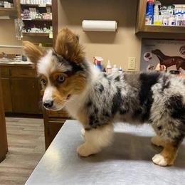 American Corgi, Miniature Australian Shepherd, and Pembroke Welsh Corgi Puppies from Rafter C Aussies & Corgis